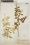 Croton discolor Willd., U.S. Virgin Islands, Mrs. Rev. J. J. Ricksecker 228, F