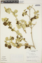 Croton discolor Willd., Dominican Republic, Bro. A. H. Liogier 17941, F