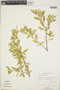 Croton discolor Willd., Bahamas, D. S. Correll 43902, F