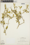 Croton discolor Willd., Dominican Republic, Bro. A. H. Liogier 21173, F
