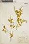 Croton discolor Willd., Dominican Republic, E. J. Valeur 406, F