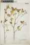 Croton discolor Willd., Puerto Rico, L. M. Underwood 669, F