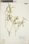 Croton discolor Willd., Bahamas, D. S. Correll 43797, F