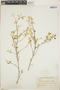 Croton discolor Willd., Haiti, G. V. Nash 1569, F