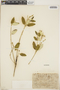 Croton discolor Willd., Haiti, E. L. Ekman H940, F