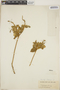 Croton flavens L., British Virgin Islands, W. C. Fishlock 39, F
