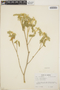 Croton flavens L., Jamaica, T. G. Yuncker 18162, F