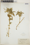 Croton flavens L., Puerto Rico, J. A. Shafer 2609, F