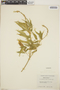 Croton flavens L., Antigua and Barbuda, J. D. Sauer 2085, F