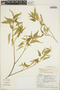 Croton flavens var. balsamifer (Jacq.) Müll. Arg., Dominica, K. L. Chambers 2731, F