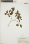 Croton flavens L., U.S. Virgin Islands, N. L. Britton 482, F