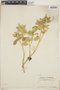 Croton flavens L., U.S. Virgin Islands, C. F. Millspaugh 533, F