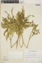 Croton flavens L., Antigua and Barbuda, R. L. Wilbur 7229, F