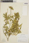 Croton flavens L., Antigua and Barbuda, R. L. Wilbur 7604, F