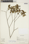 Croton glabellus L., Puerto Rico, P. Acevedo-Rodríguez 4759, F