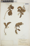 Croton glabellus L., Jamaica, N. L. Britton 1274, F