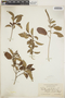 Croton glabellus L., Jamaica, N. L. Britton 1152, F