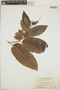Croton glabellus L., Jamaica, N. L. Britton 2173, F