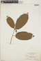 Croton glabellus L., Jamaica, D. W. Marble 710, F