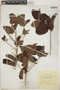 Croton glabellus L., Jamaica, W. H. Harris 6017, F