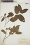 Croton glabellus L., Jamaica, W. H. Harris 2614, F