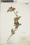 Croton glabellus L., Jamaica, W. H. Harris 9581, F