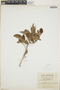 Croton glabellus L., Jamaica, W. H. Harris 11755, F