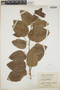 Croton glabellus L., Jamaica, W. H. Harris 11883, F