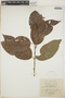 Croton glabellus L., Jamaica, W. H. Harris 10708, F