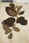 Croton glabellus L., Jamaica, W. H. Harris 5477, F