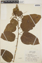 Croton glabellus L., Jamaica, G. R. Proctor 11576, F