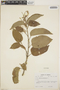 Croton glabellus L., Jamaica, T. G. Yuncker 17931, F
