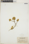 Croton flavens L., N. L. Britton 182, F