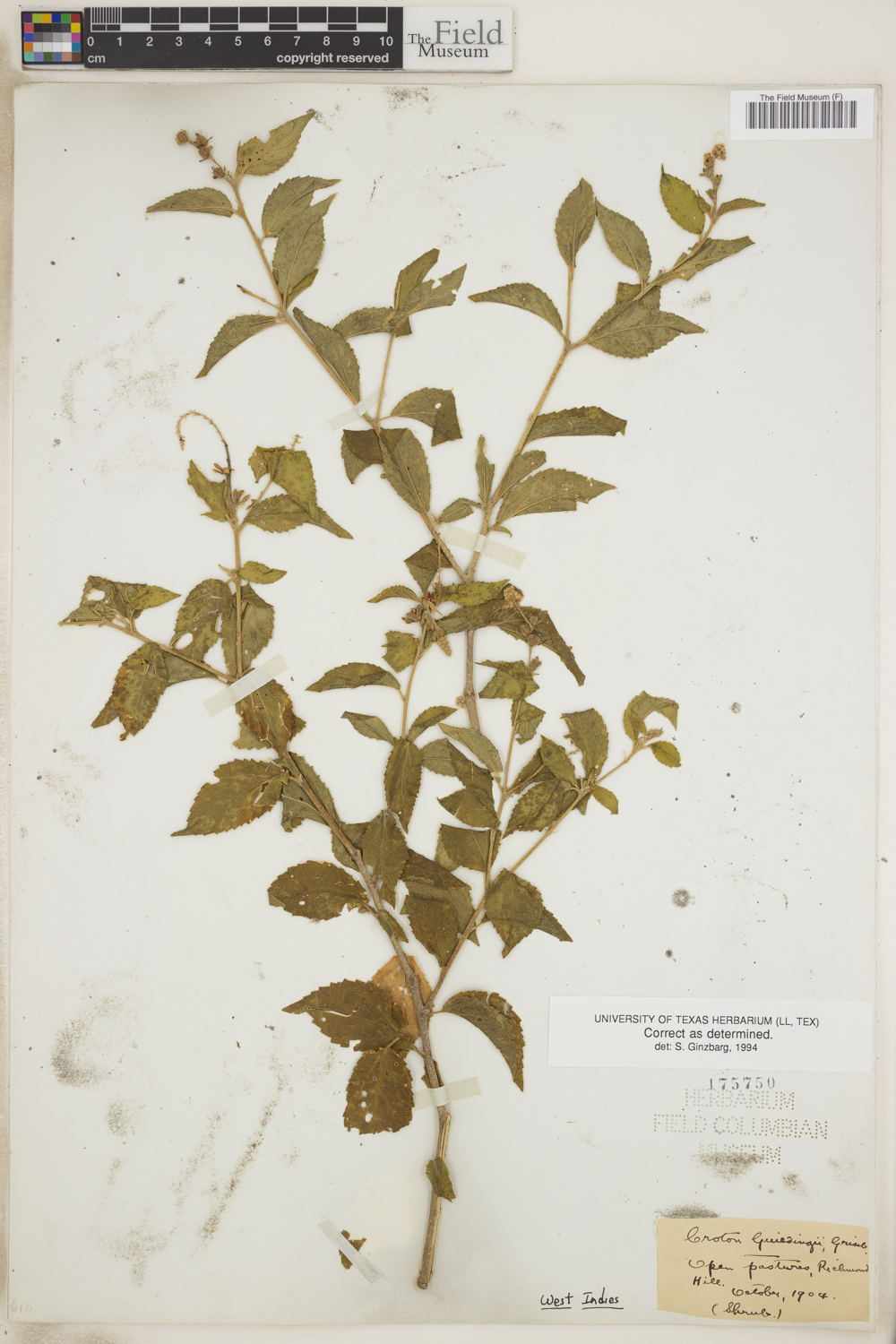 Croton guildingii image