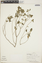 Croton humilis L., Jamaica, A. H. Gentry 28391, F