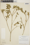 Croton humilis L., Dominican Republic, Bro. A. H. Liogier 10947, F