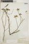 Croton humilis L., Bahamas, L. J. K. Brace 4165, F