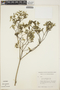 Croton jacmelianus image