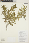 Croton jacmelianus image