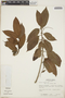 Croton laurinus image