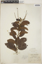 Croton laurinus image