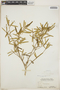 Croton linearis image