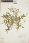 Croton linearis image