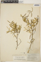 Croton linearis image