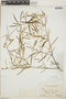Croton linearis Jacq., Bahamas, G. V. Nash 906, F
