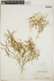 Croton linearis image