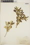 Croton linearis image