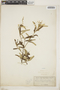 Croton linearis Jacq., Cayman Islands, J. T. Rothrock 161, F