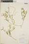 Croton linearis image