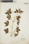 Croton lobatus image